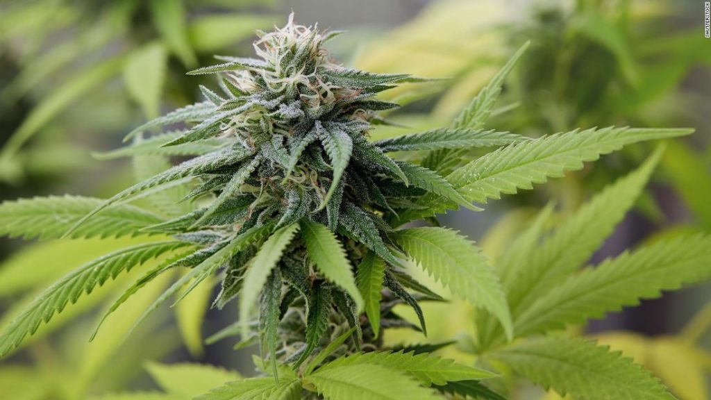 marihuana-consumo-efectos-conduccion