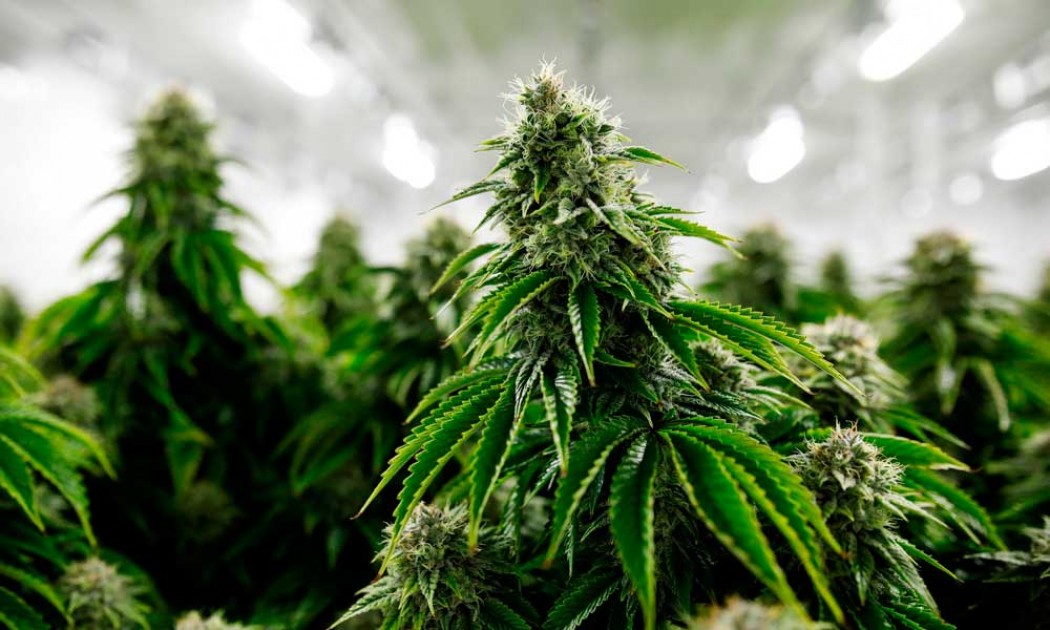Marihuana México