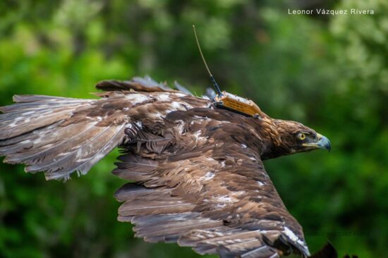 Rehabilitan-y-liberan-a-un-aguila-real-en-Monte-Escobedo-1