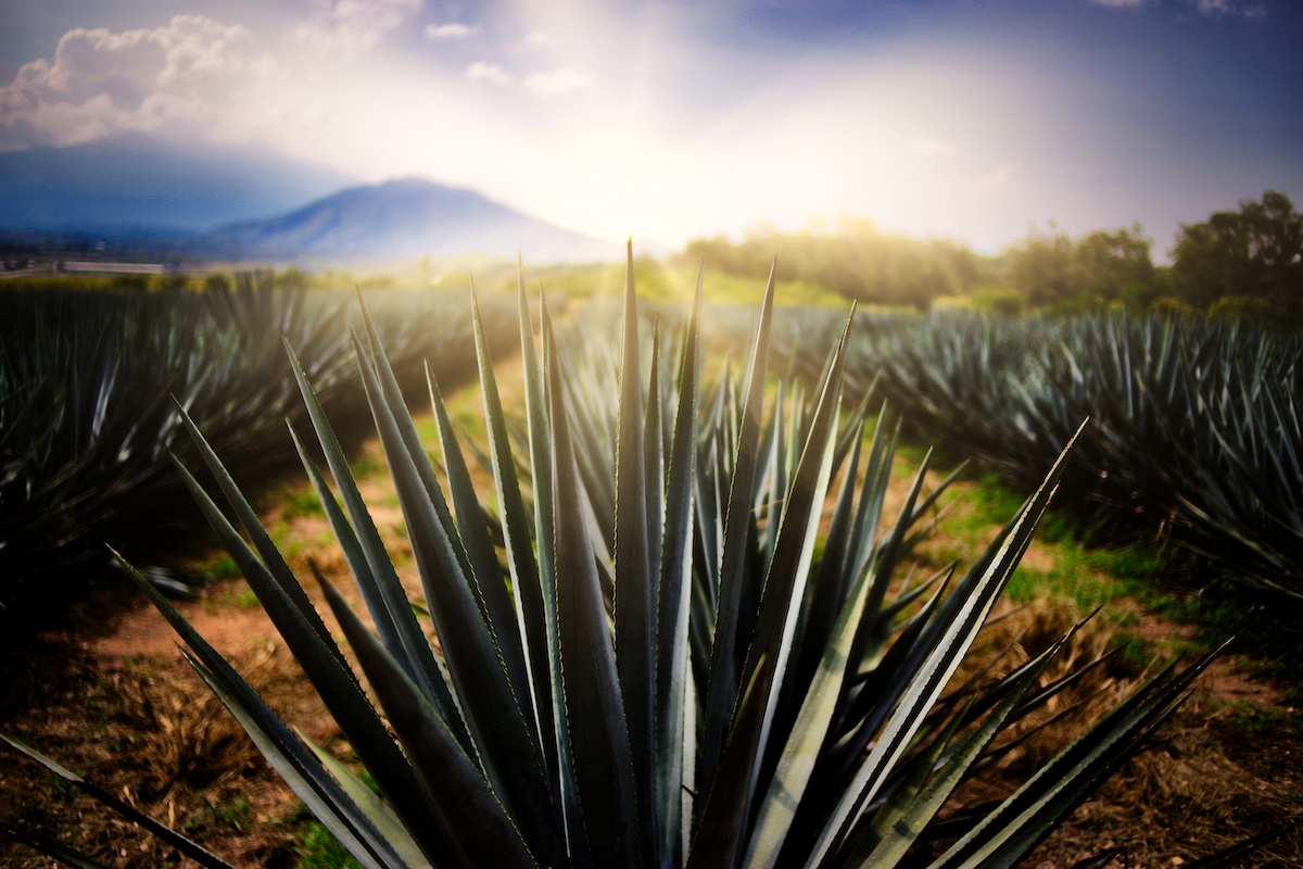 Tequila