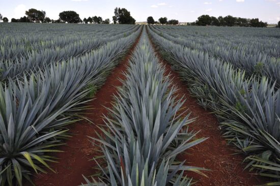 Agave