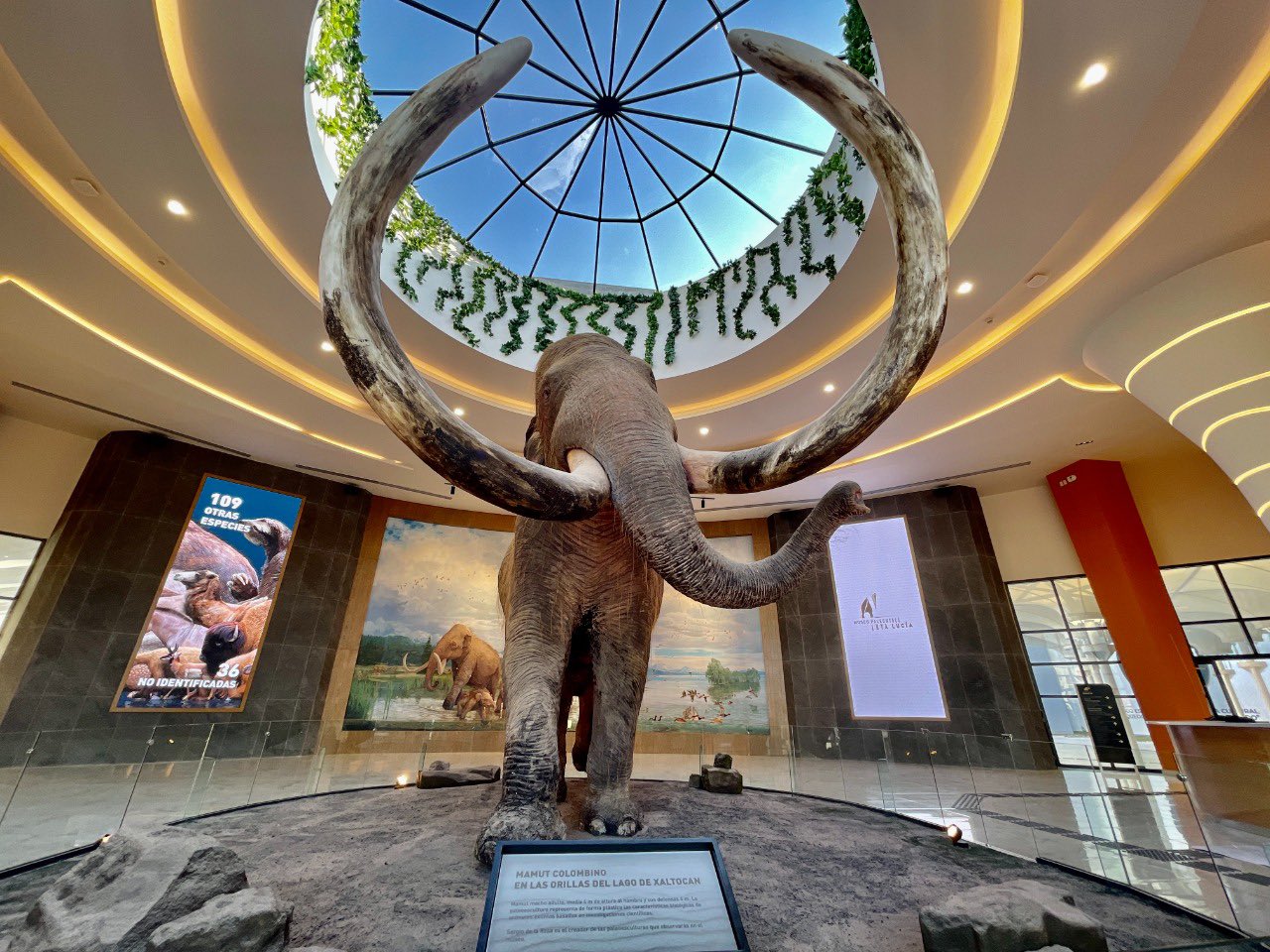 Mamut AIFA