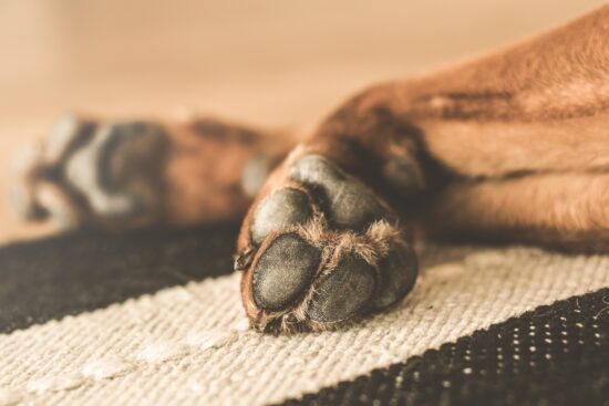 15-cosas-que-quizas-nos-sabias-patas-de-los-perros-gosbi-paws-patte-potes-gos-perro-dog-chien