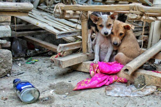 perros-callejeros-4-1024x683