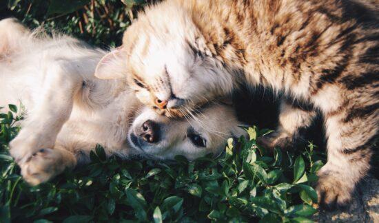 gato_perro