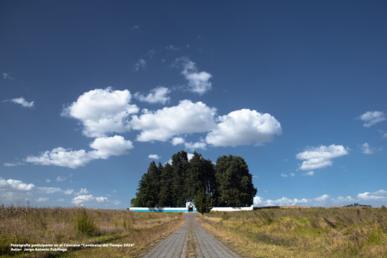 13057_centinelas-del-tiempo-arbol-rural_jorgeAntonioZubillagaArostegui_8058_2024-09-01_original