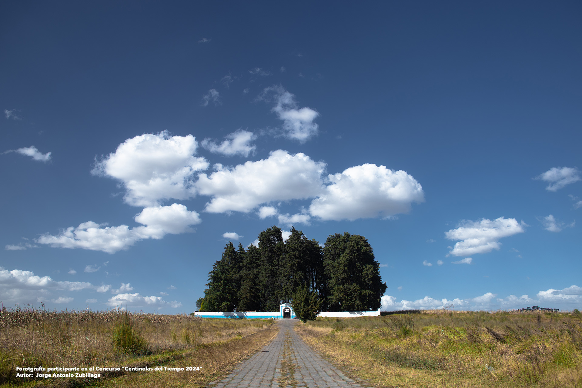 13057_centinelas-del-tiempo-arbol-rural_jorgeAntonioZubillagaArostegui_8058_2024-09-01_original
